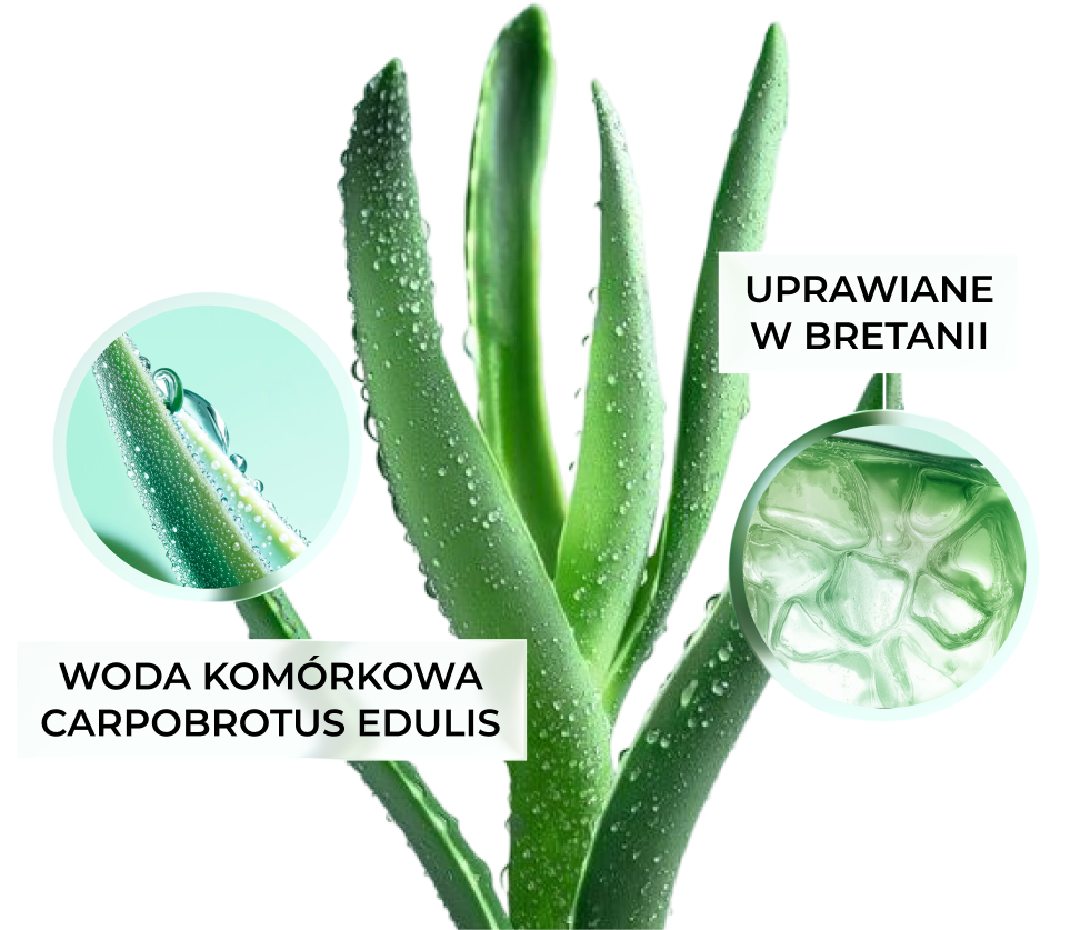 Eau cellulaire d'edulis, cultivée en Bretagne